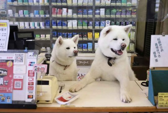 [Hidden Wonders of Japan] Two Akita Dogs 'Working' in a Liquor Shop Go