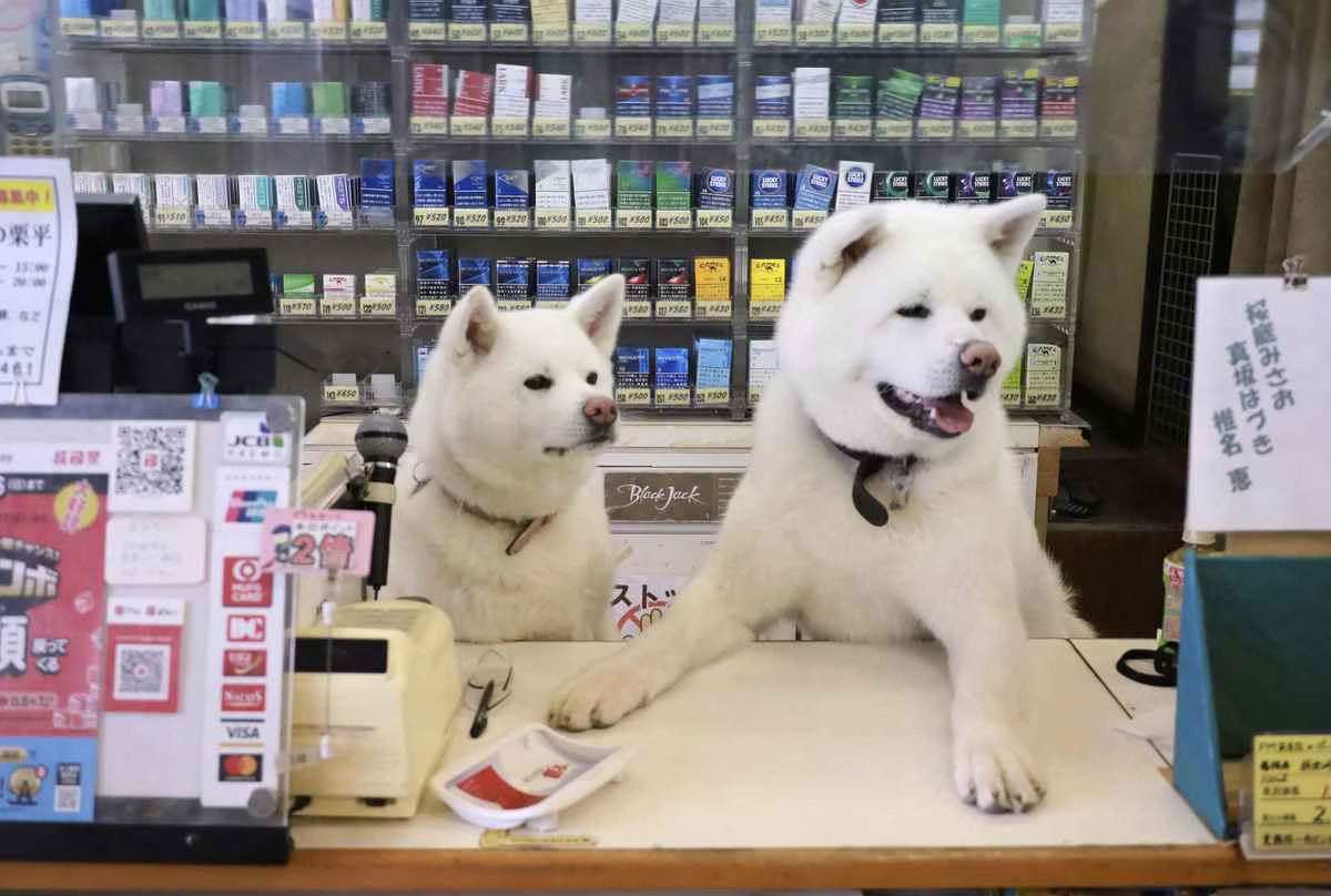 hidden-wonders-of-japan-two-akita-dogs-working-in-a-liquor-shop-go-viral-or-japan-forward