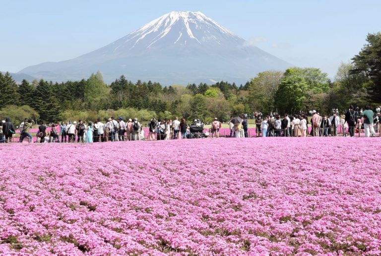 20230504 Fuji Shiba Sakura Festival 001