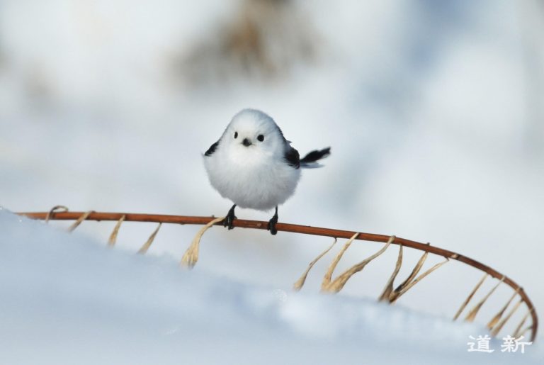 Hokkaido Snow Fairy via Hokkaido Love Pref tourism website