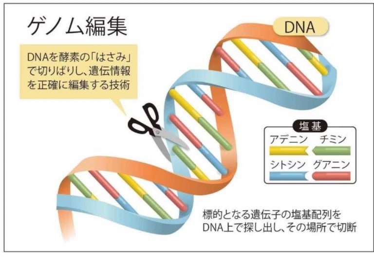 JF-Graphic Genome Editing (J) resized