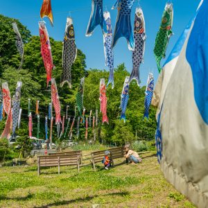 childrens-day-ushers-in-with-colorful-carp-streamers-1