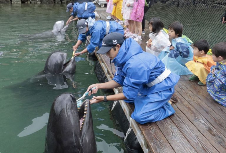 Whale Tooth Brushing Taiji 001