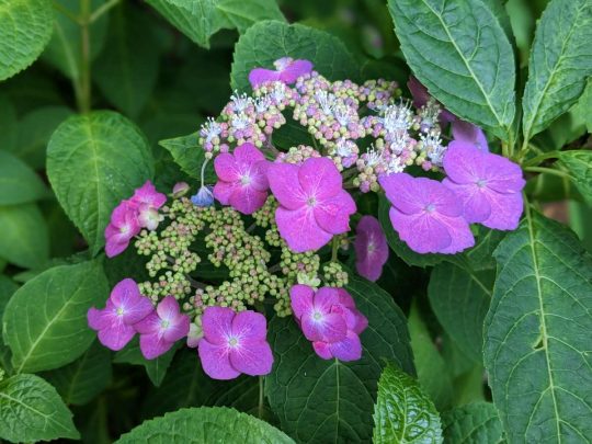 [Hidden Wonders of Japan] Hydrangeas in Kamakura: Embrace the Joy of ...