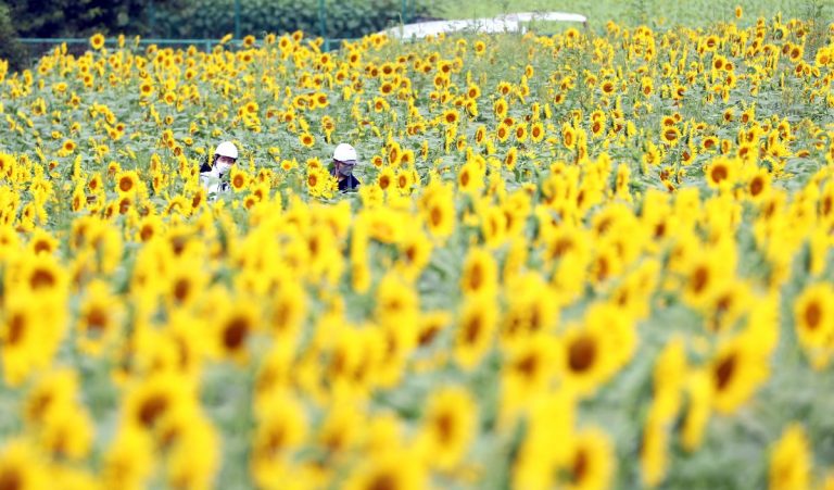 Kiyose Sunflower Festival 003