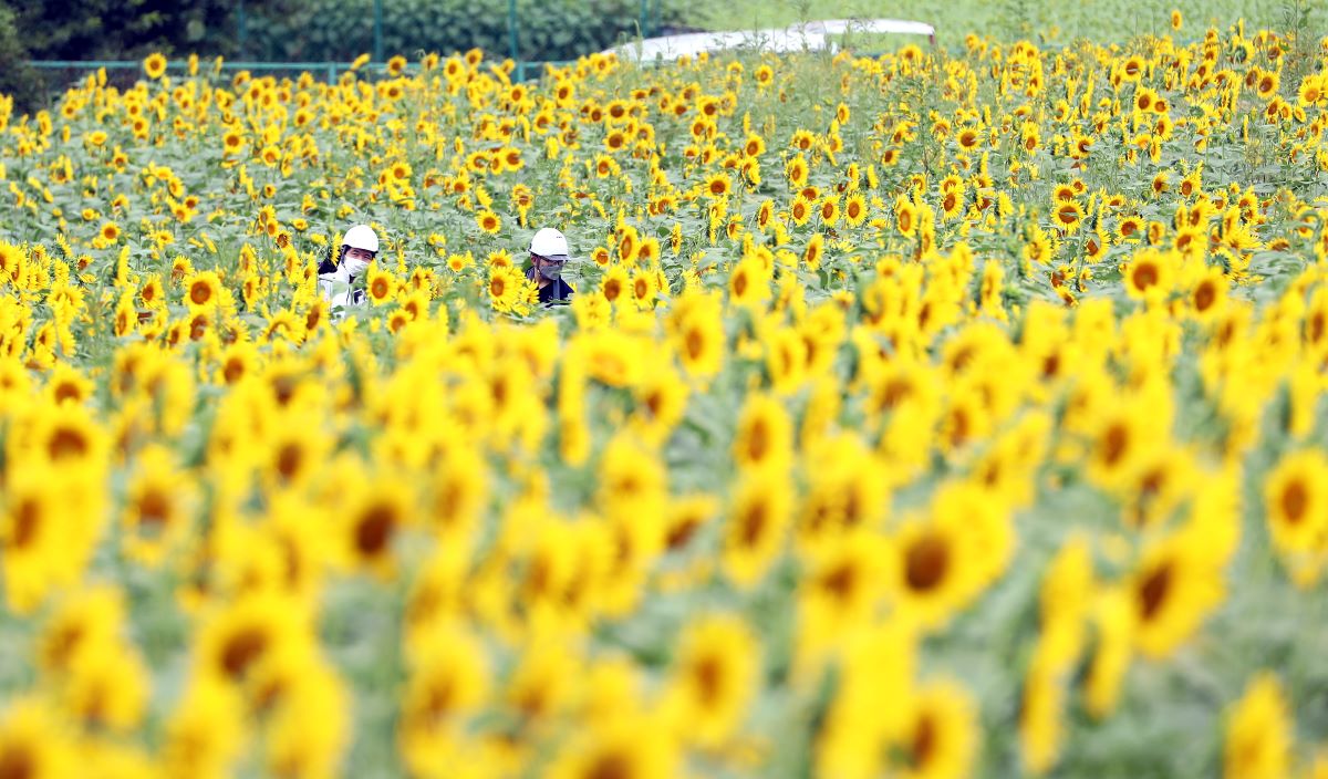 [Hidden Wonders of Japan] Tokyo's Biggest Sunflower Field in Full Bloom