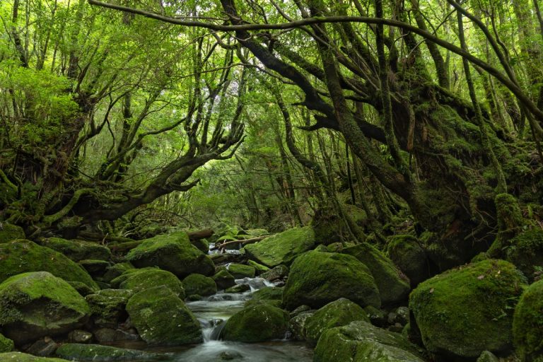 Yakushima-001