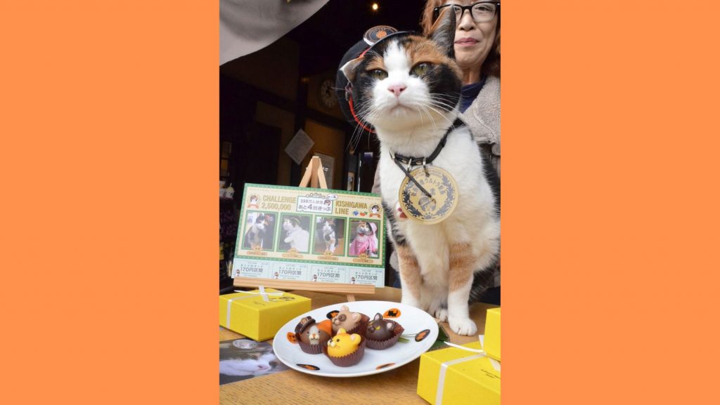 Remembering Tama Why Japan's First Cat Station Master Remains Popular JAPAN Forward