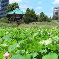 Hidden Wonders | Mishaka Pond: Nature's Mirror Reflecting the Seasons