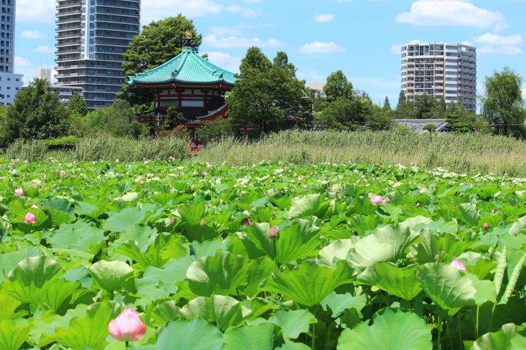 shinobazu-ike-lotus-long-view-pond-temple--230803_203200_img_4366_eos