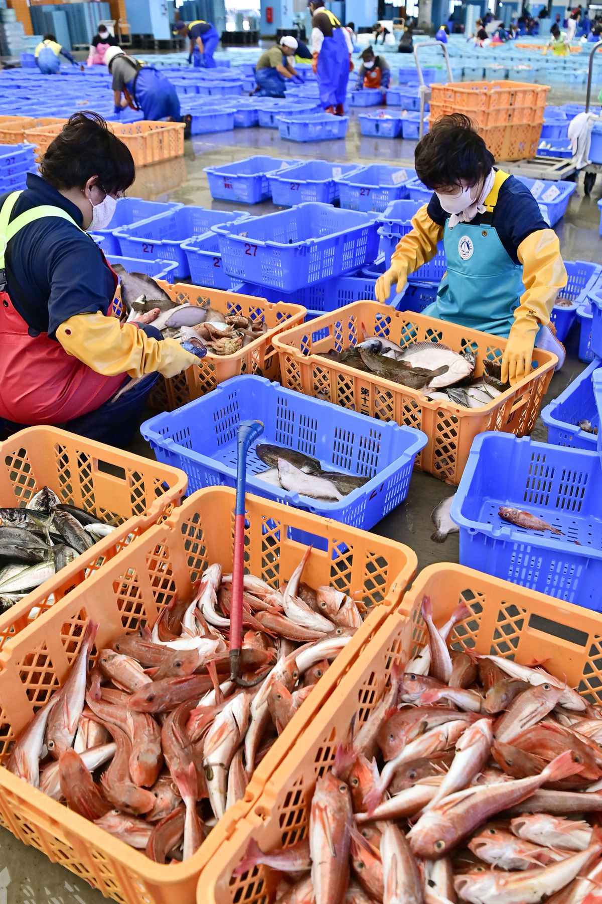 [Hidden Wonders of Japan] Trawl Fishing in Fukushima Sees Abundant ...