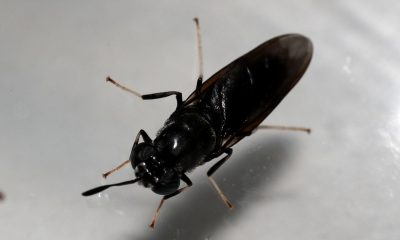 black soldier fly