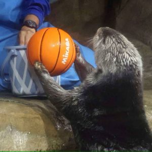 Riro the sea otter at Marine World Uminonakamichi 2023 rs