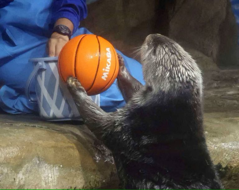 Riro the sea otter at Marine World Uminonakamichi 2023 rs