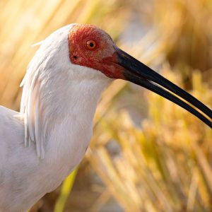 ibis1