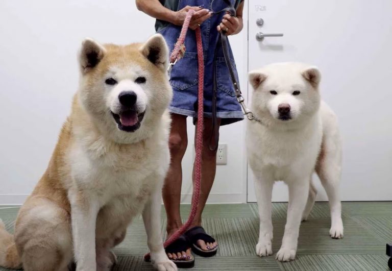 Akita dogs One For Akita rs feature