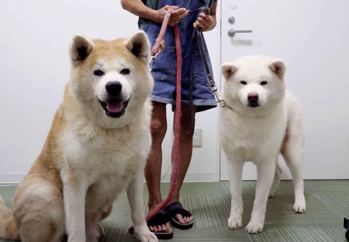 Dog breed of store hachiko