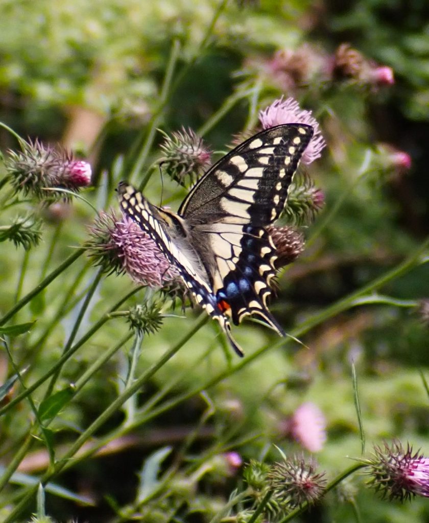 butterflies