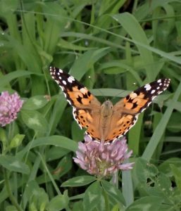 Painted Lady butterfly Ishizuka rs