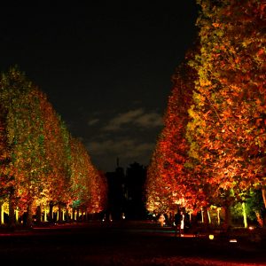 Gyoen light up 1