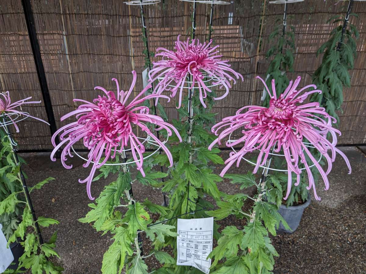 [Hidden Wonders of Japan] Chrysanthemum Season Ushers In Floral Treats