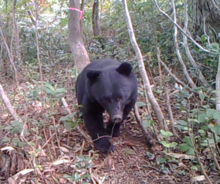 202210 Niigata Bear