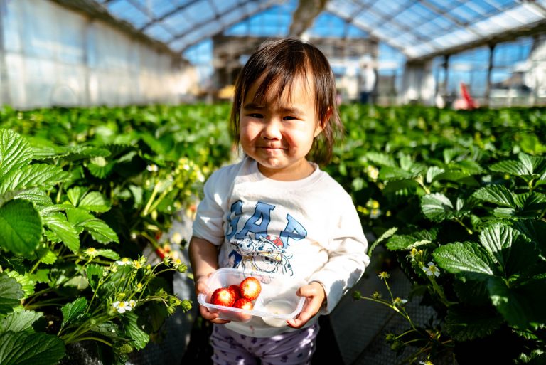 A little girl smiling at the camera whilst holding strawberries