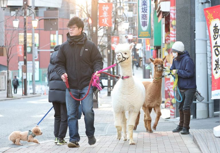 20240117 Walking Alpacas Kagurazaka 001