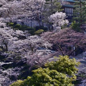 Hokuriku Kenroku-en in spring © Ishikawa Prefecture Tourism Association