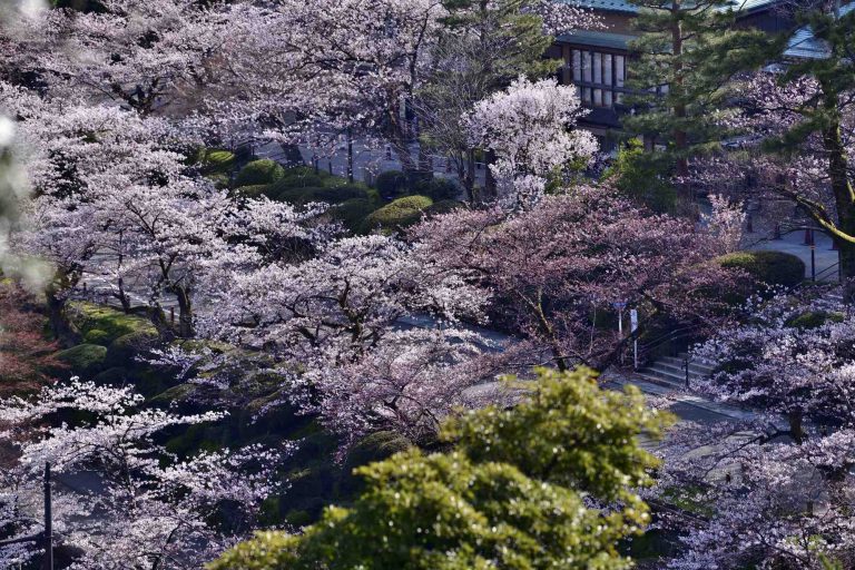 Hokuriku Kenroku-en in spring © Ishikawa Prefecture Tourism Association