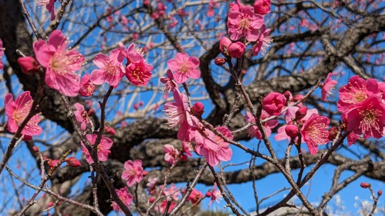 ume-930-mukojima--trees-240212_134413_044411206.raw-02.original