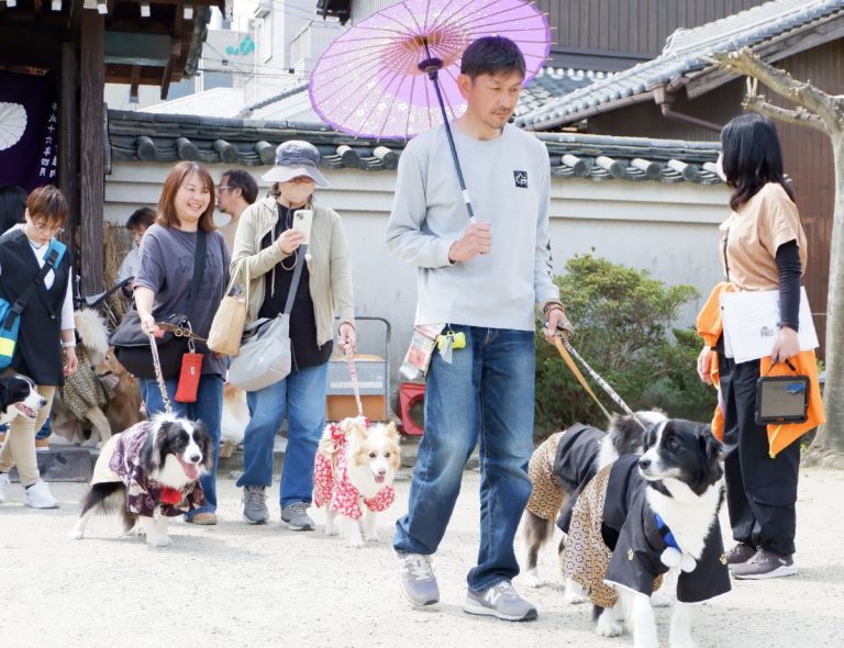 20240413 Nara Wasou Dogs 001