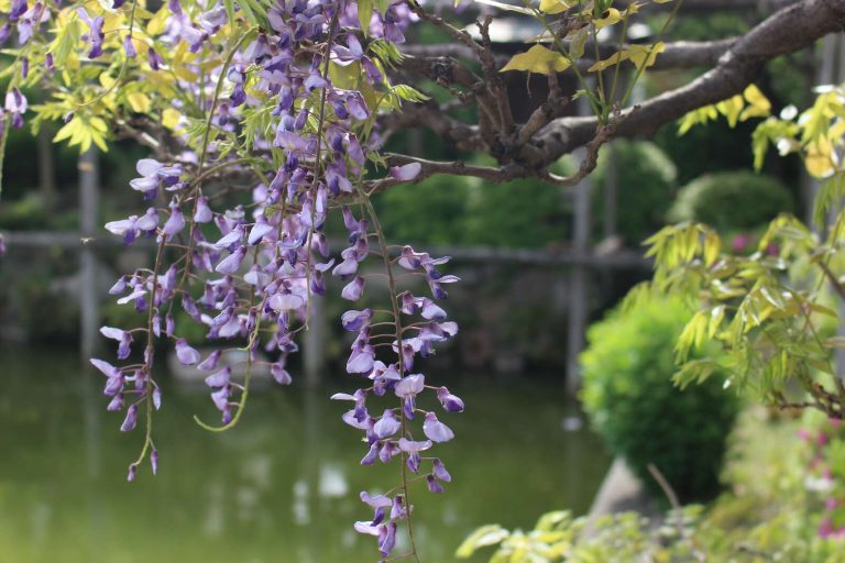 kit-057-kameido-wisteria-closeup--240420_143528_img_5187_eos Kameido Tenjin Kinmonth 4 21 2024