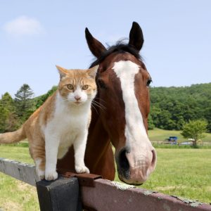 Meto the Northern Lake Farm Cat 008