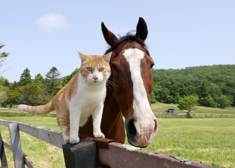 Meto the Northern Lake Farm Cat 008