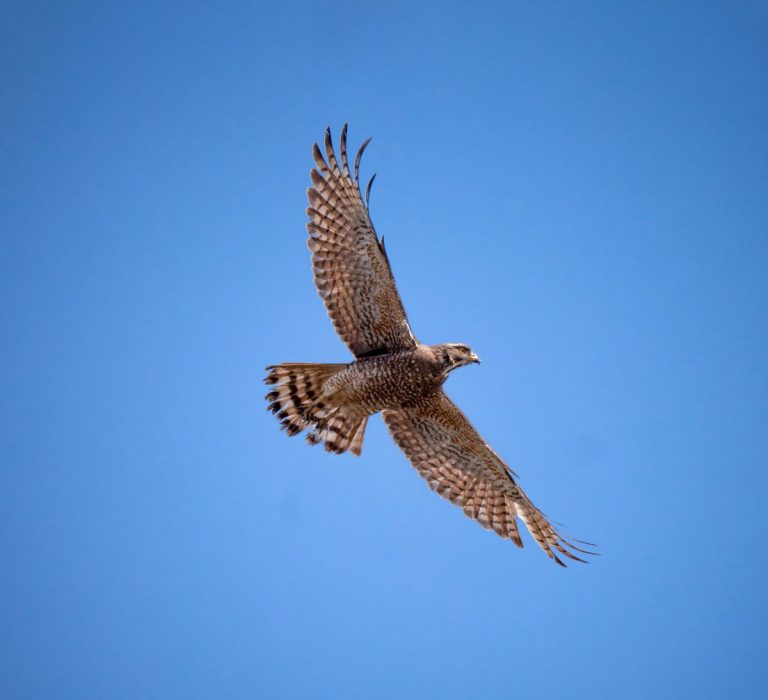 Tochigi-Grey-faced-Buzzard-001