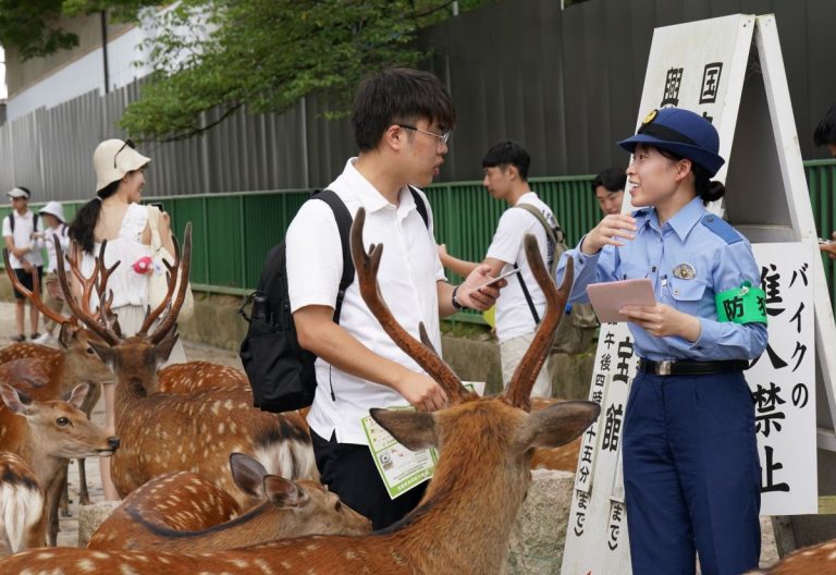 20240725 Nara Deer 001