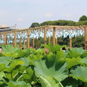 ul-264-ueno-lotus-windbells--240721_113428_img_5282_eos