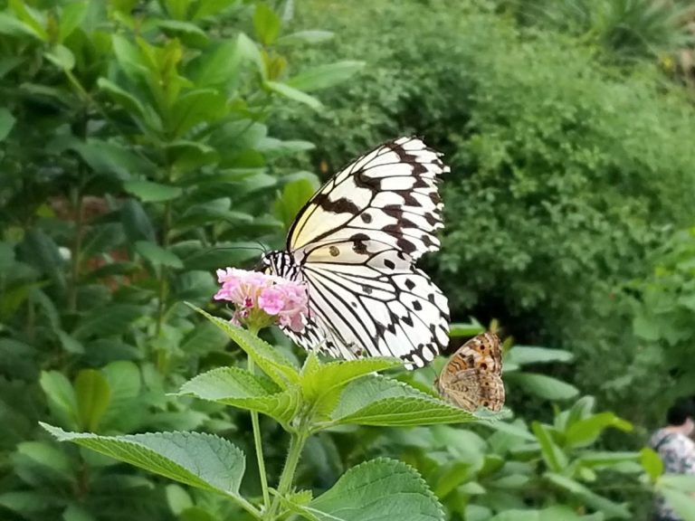 A paper kite butterly (left) and Asian admiral (right) at the Insectopia in Tama Zoological Park (©JAPAN Forward by Daniel Manning)