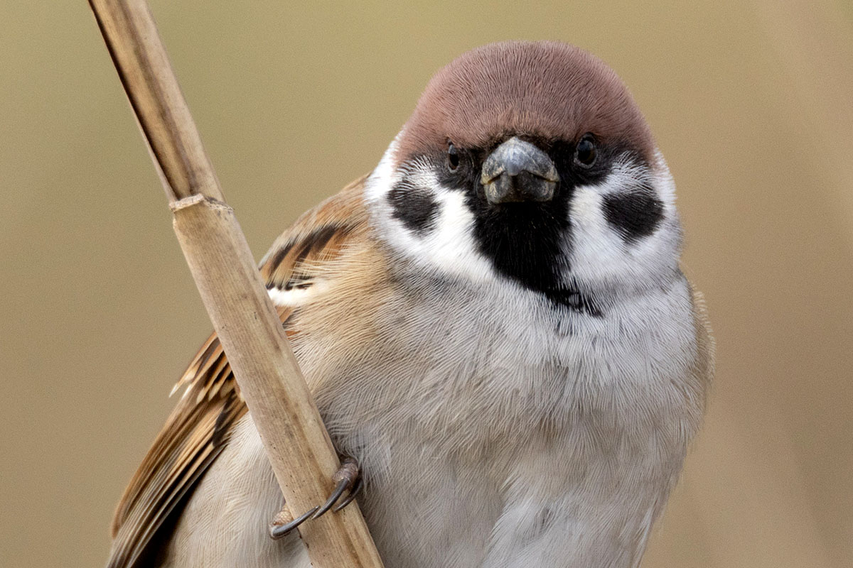 佐渡生き物語 】身近な鳥だったスズメが消える!? | JAPAN Forward
