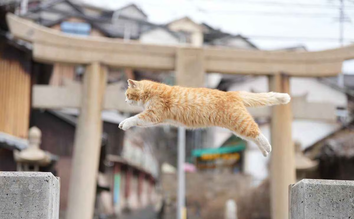 四国の猫たちに癒され、心ぽかぽか | JAPAN Forward