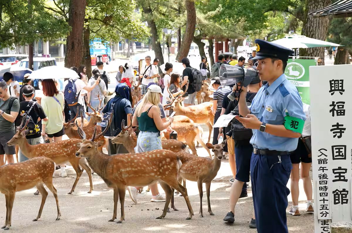 大きい　鹿の角 奈良県　清掃済み 大きい 鹿の角 奈良県 清掃済み 大きい 鹿の角 奈良県 清掃済み