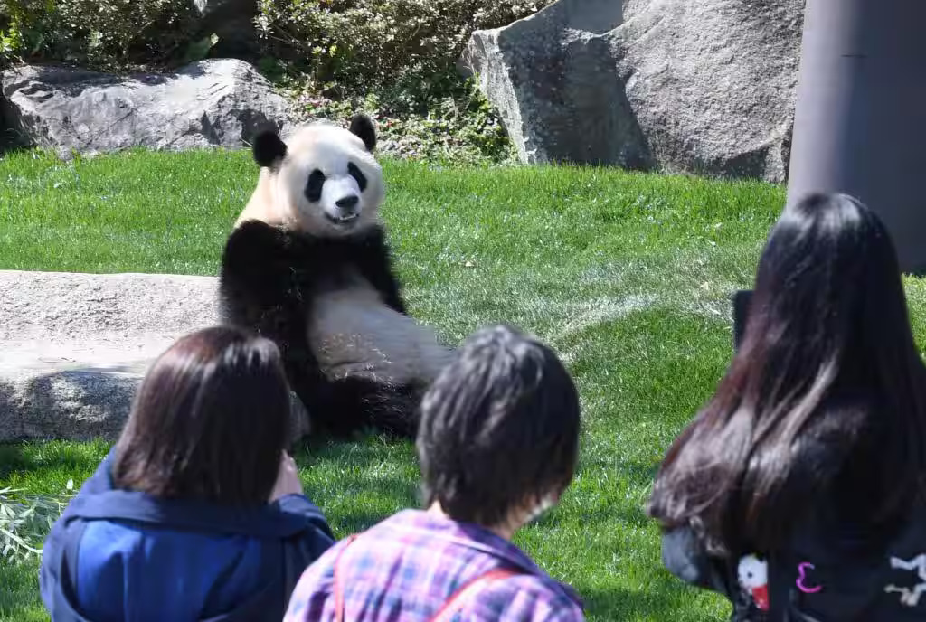 Pandas Pulled by China: Shirahama Rethinks Its Tourism Future