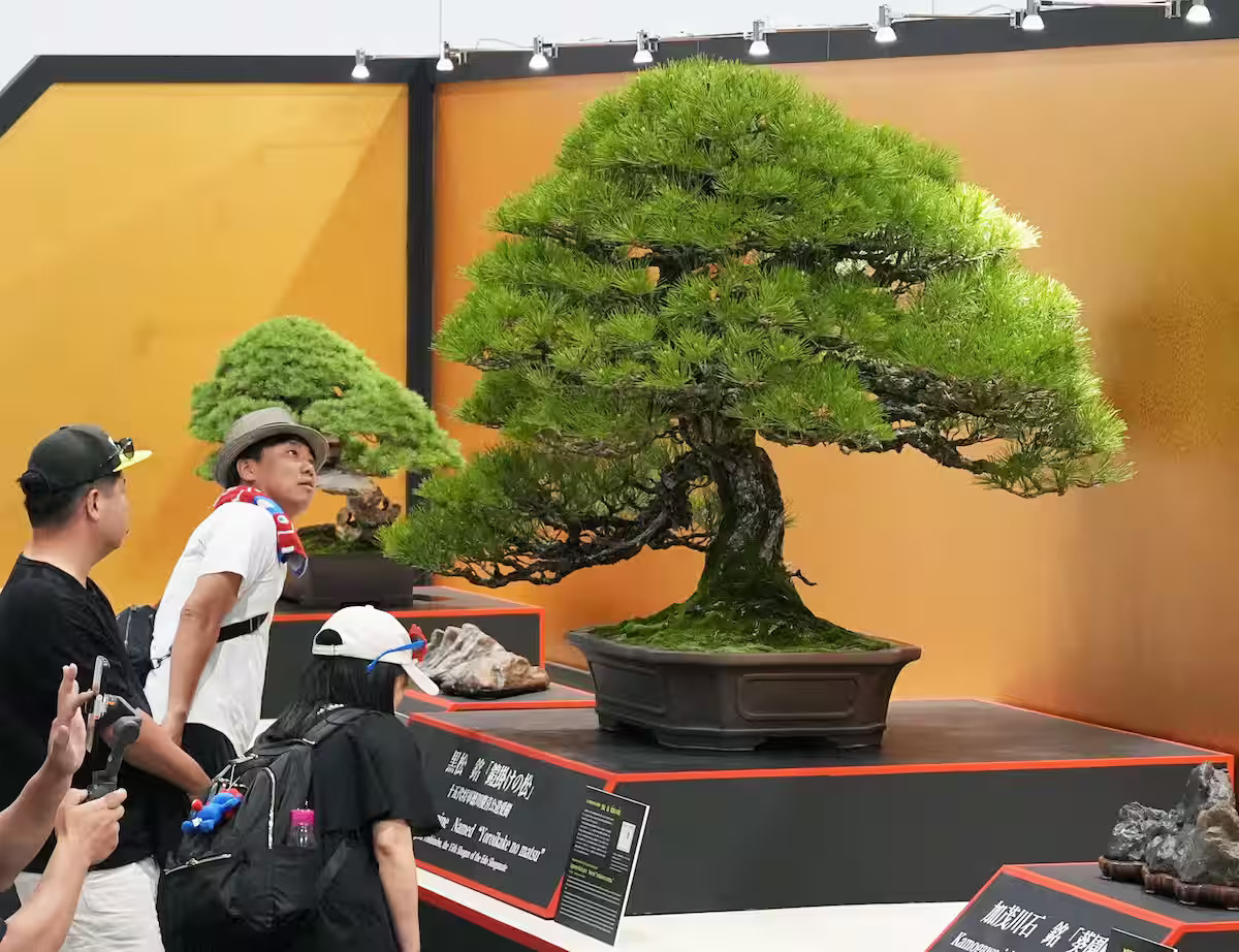 盆栽　鉢　57cm　板山　大型　特大 最後の将軍」が愛した盆栽、万博に登場 外国人ら来場者圧倒 海外での