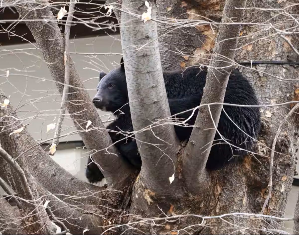 多発するクマ被害 生息数の把握を急ぎたい | JAPAN Forward