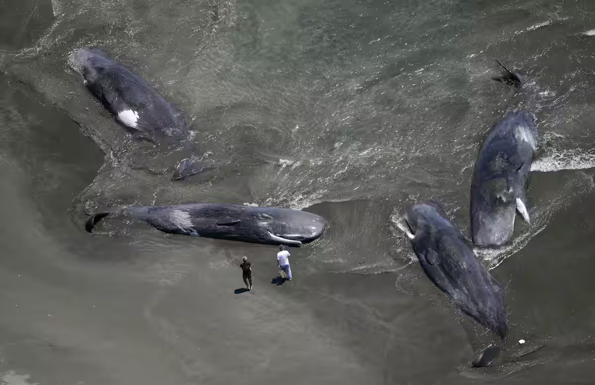 クジラ4頭、千葉・館山の平砂浦海岸に打ち上げ 30日の地震との関連は