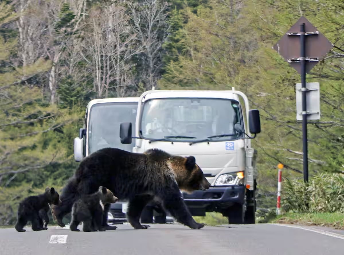 知床のヒグマ、走って下山の男性に遭遇し襲撃か…子グマ守ったとの見方
