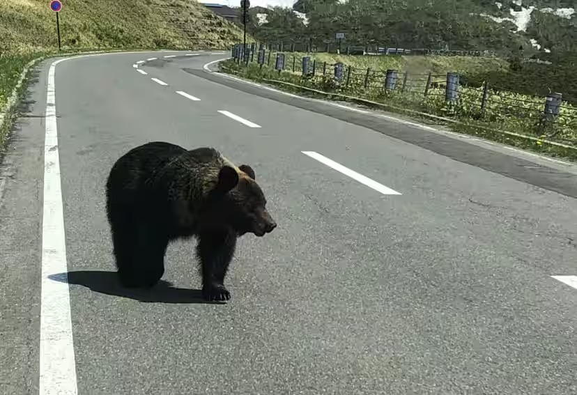 目前に迫るクマの大量出没 岐路に立つクマとヒトの共存関係 | JAPAN