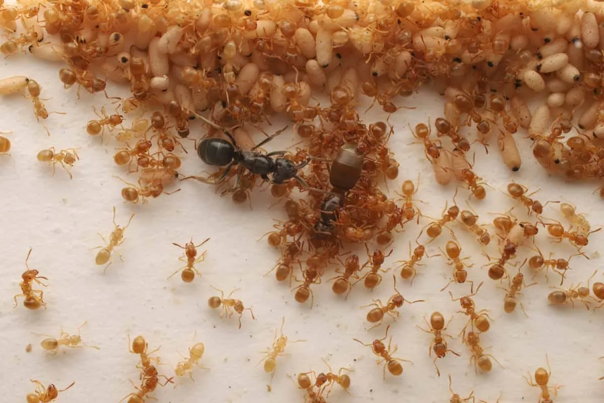 実母の女王アリを殺すよう娘を操り、王国を乗っ取る寄生アリ | JAPAN